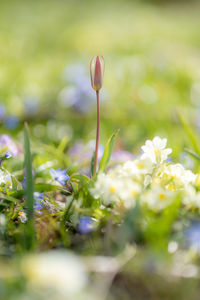 Close-up of flowering plants on land