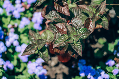 Close-up of green leaves on plant