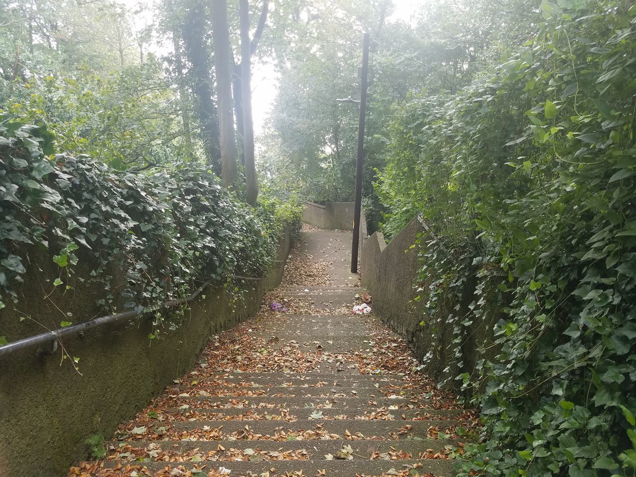 FOOTPATH AMIDST LEAVES IN FOREST