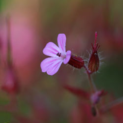 Close-up of pink flowering plant