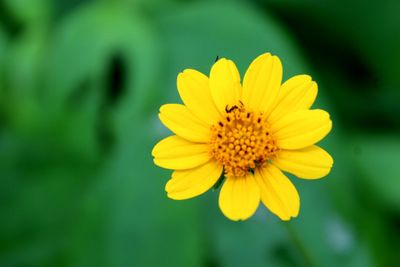 Close-up of yellow flower