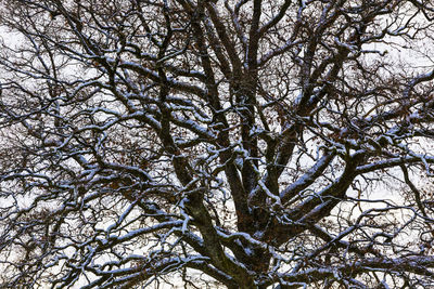 Low angle view of tree against sky during winter