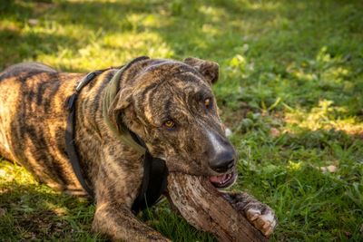 Close-up of dog looking away on field
