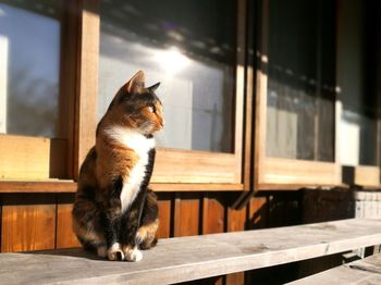 Cat sitting outdoors