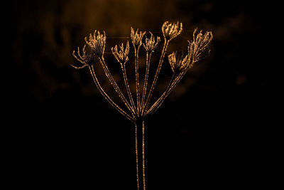 Close-up view of illuminated lights