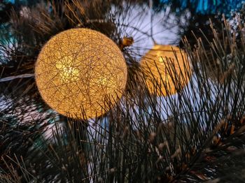 Close-up of christmas tree