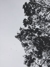 Low angle view of silhouette tree against sky