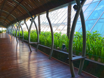 View of plants in greenhouse