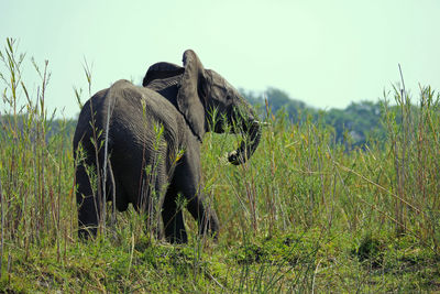 View of elephant on land