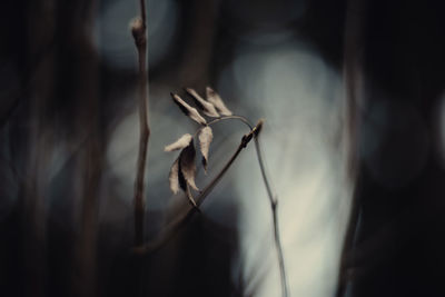 Close-up of dry plant