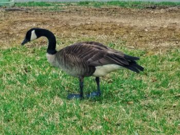 High angle view of bird on grass