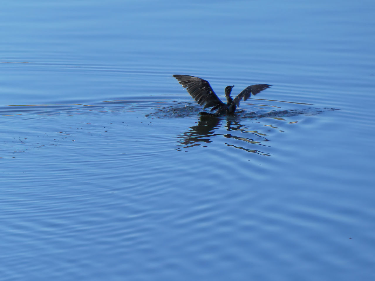 BIRD FLYING OVER A WATER