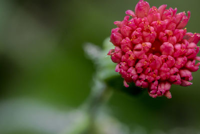 Close-up of pink flowers blooming outdoors