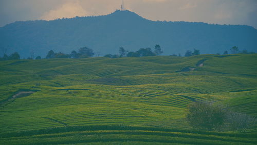 Scenic view of agricultural field against sky