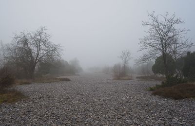 Road passing through forest