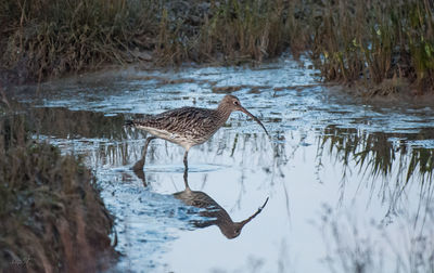 Side view of a bird drinking water