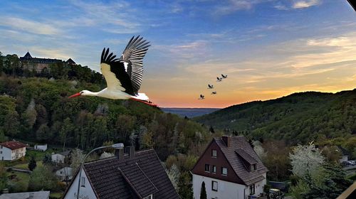 Seagulls flying over buildings against sky