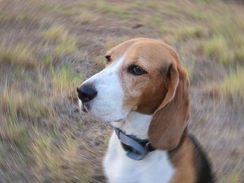 Close-up of dog looking away