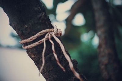 Close-up of tree trunk