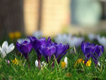 Close-up of purple crocus flowers on field