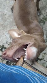 High angle view of horse eating