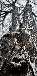 Full frame shot of tree trunk