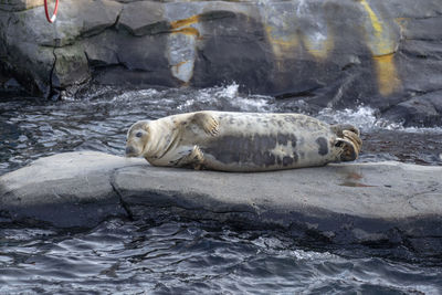 View of turtle in sea