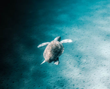 Turtle swimming in sea