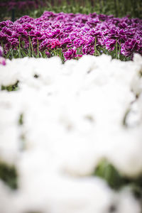 Close-up of purple flowering plants on field