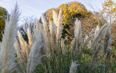 Close-up of plants growing on field