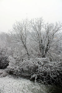 View of bare trees on snow covered land