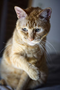 Close-up portrait of a cat