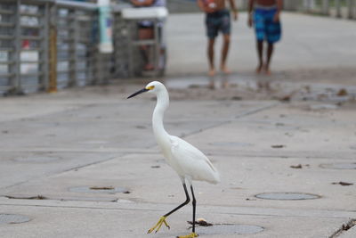 Seagull standing on land