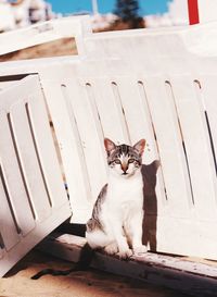 Portrait of cat sitting outdoors