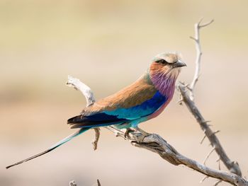 Close-up of bird perching on branch