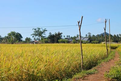 Scenic view of field against cloudy sky