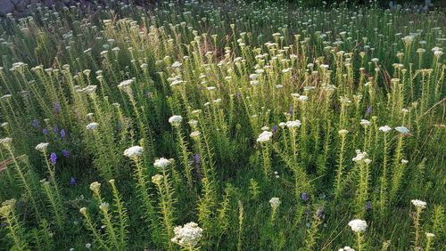 High angle view of flowering plants on field