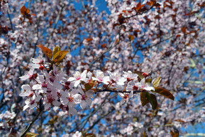 Close-up of fresh flowers