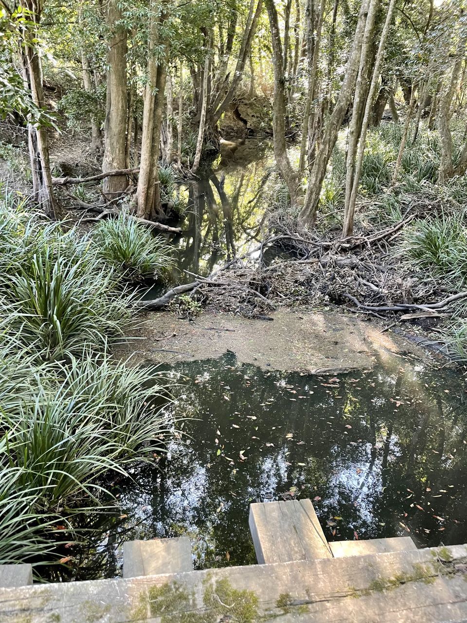 TREES GROWING IN FOREST