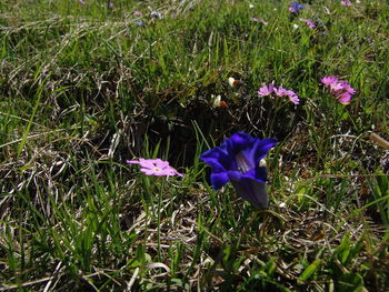 Close-up of purple crocus flowers on field