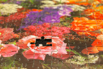 High angle view of red flowering plants