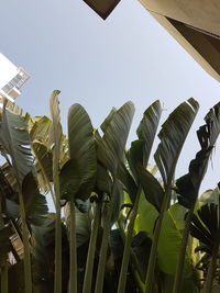 Low angle view of tall trees against sky