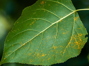 Close-up of green leaves