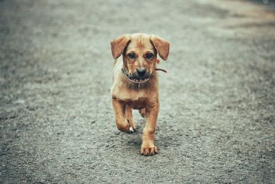 Portrait of puppy on road