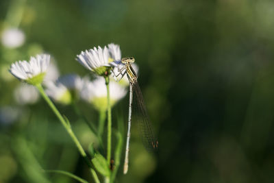 Close-up of insect on flower