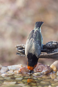 Close-up of bird eating