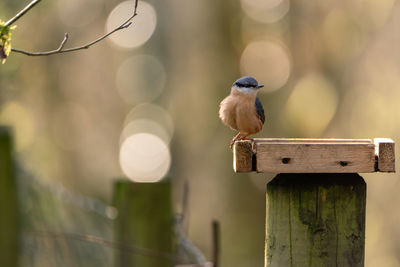 Close-up of bird perching on wooden post