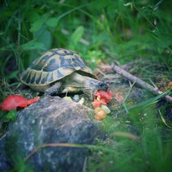 Close-up of turtle on field