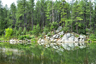 Scenic view of forest