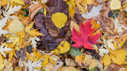 High angle view of autumn leaves